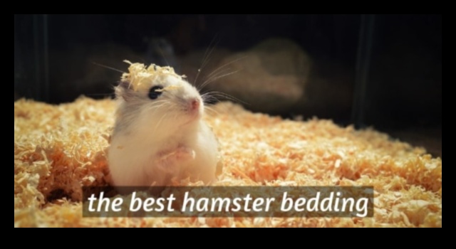 Hamster Yatak Rehberi Devam Ediyor: Güvenli Seçenekler ve Alternatifler