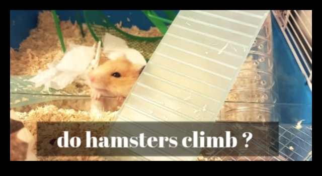 Hamster Oyun Zamanının Uyumu: Güvenli ve Neşeli Bir Alan Yaratmak