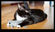 Catnip Crafts Feline Entertainment için Yaratıcı DIY projeleri devam etti